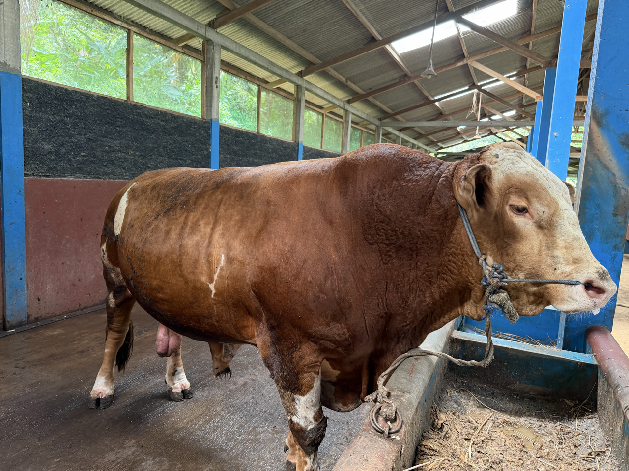 Simental SMT-SUL-003