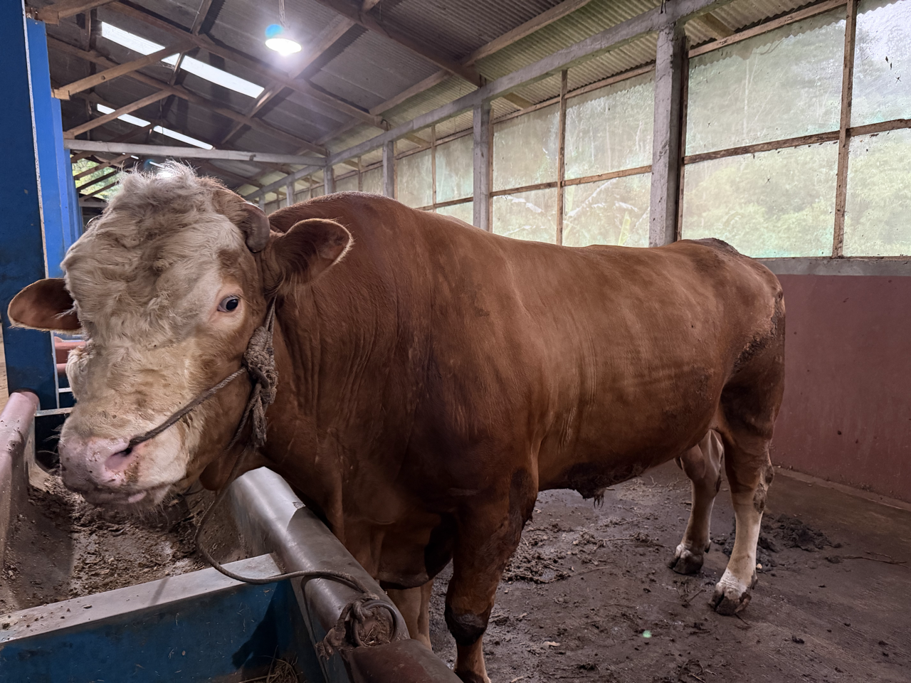 Limousin LMS-SUL-001