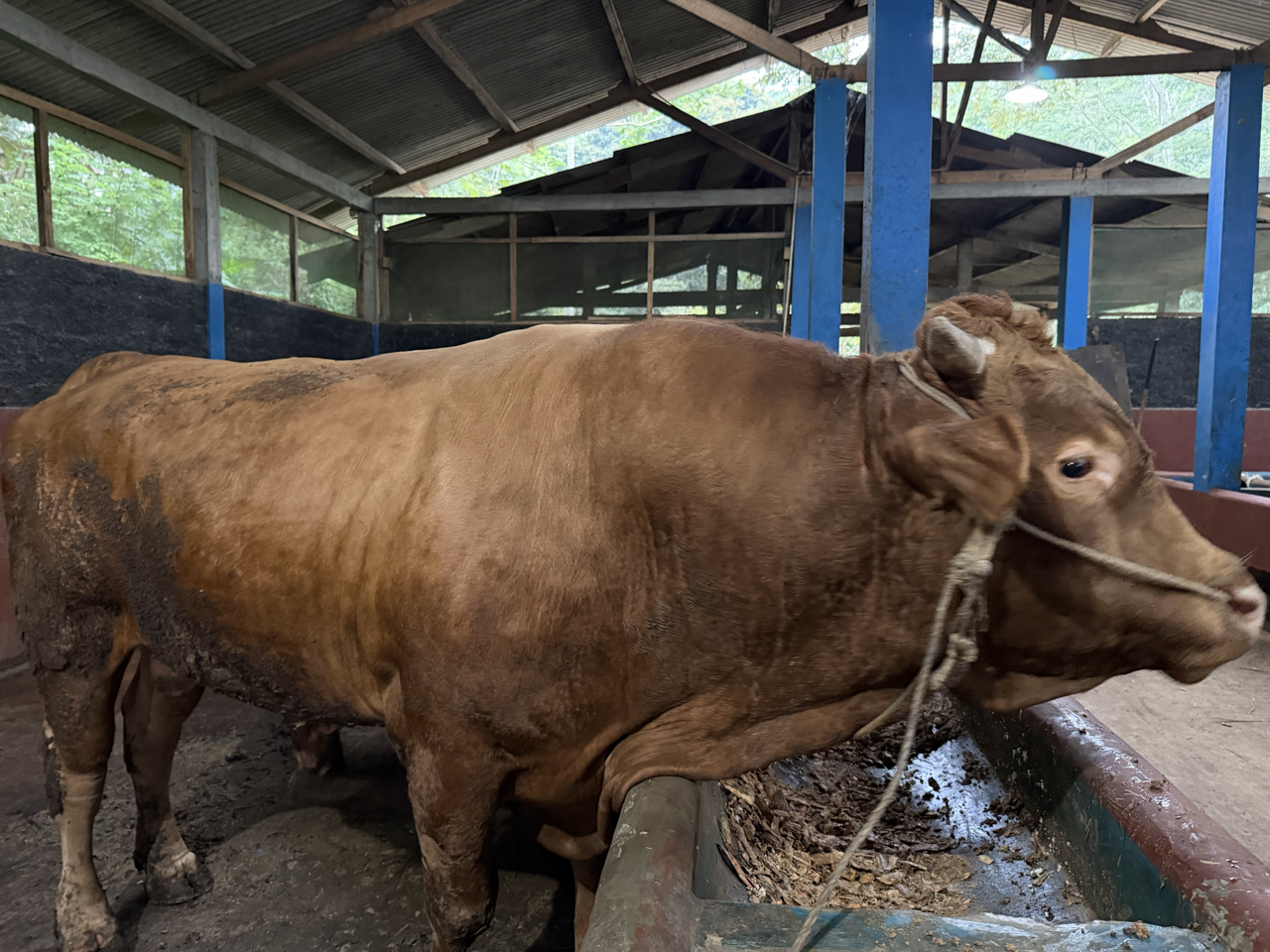 Limousin LMS-PRE-002