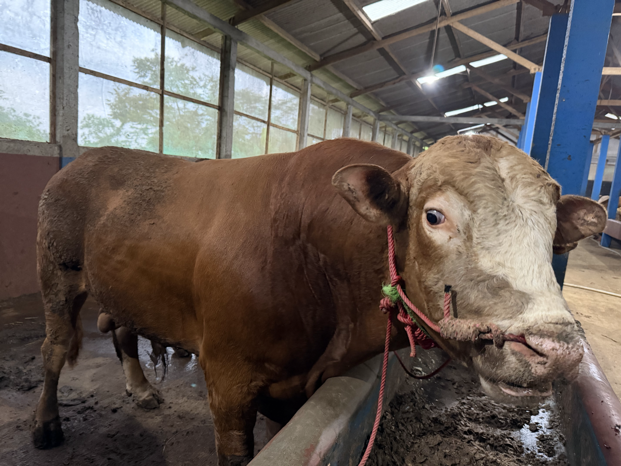 Limousin LMS-SUP-005