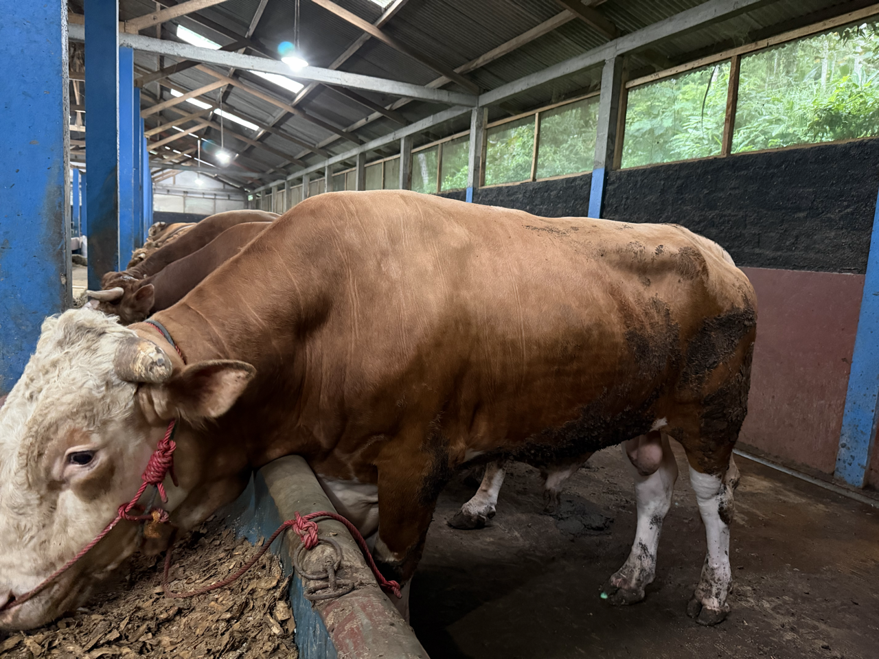 Simental SMT-STD-001