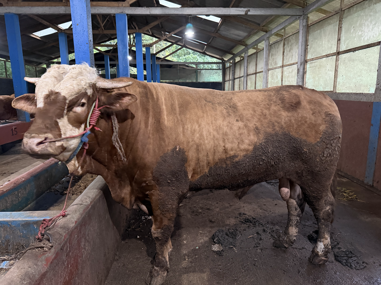 Simental SMT-SUL-005