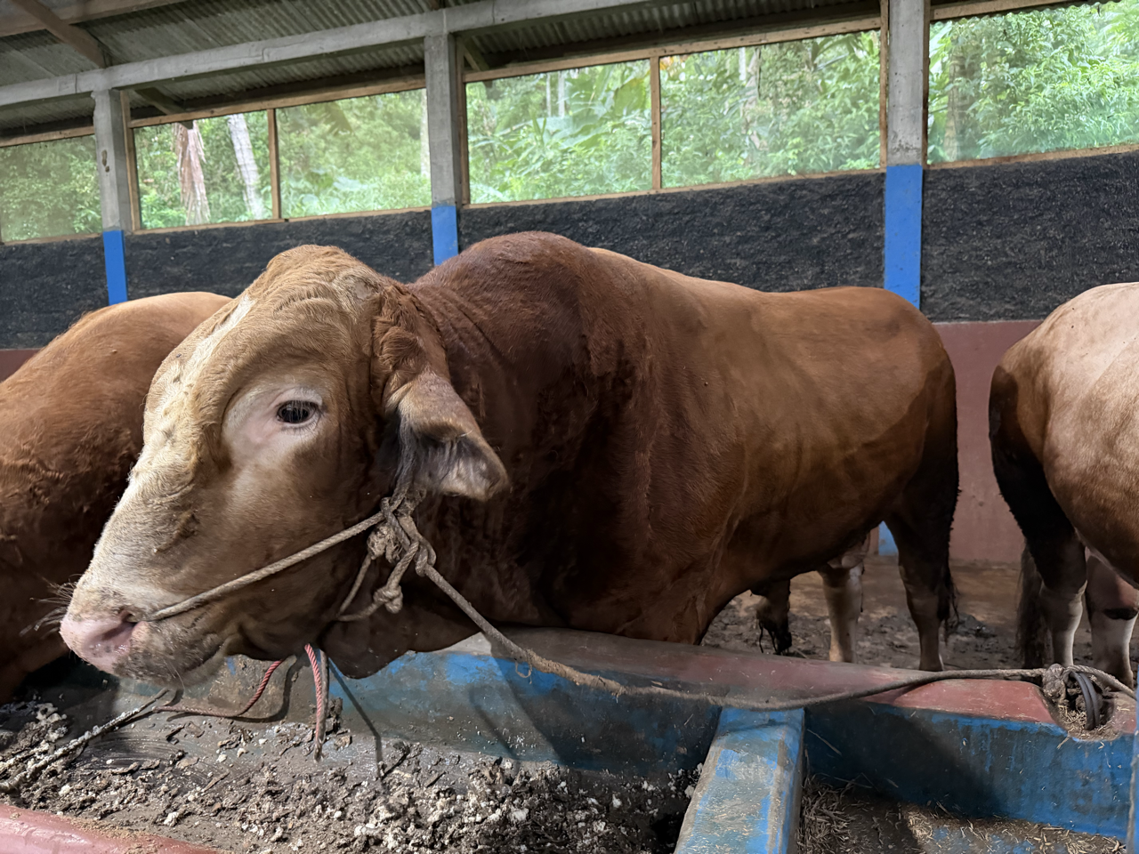 Limousin LMS-SUP-002