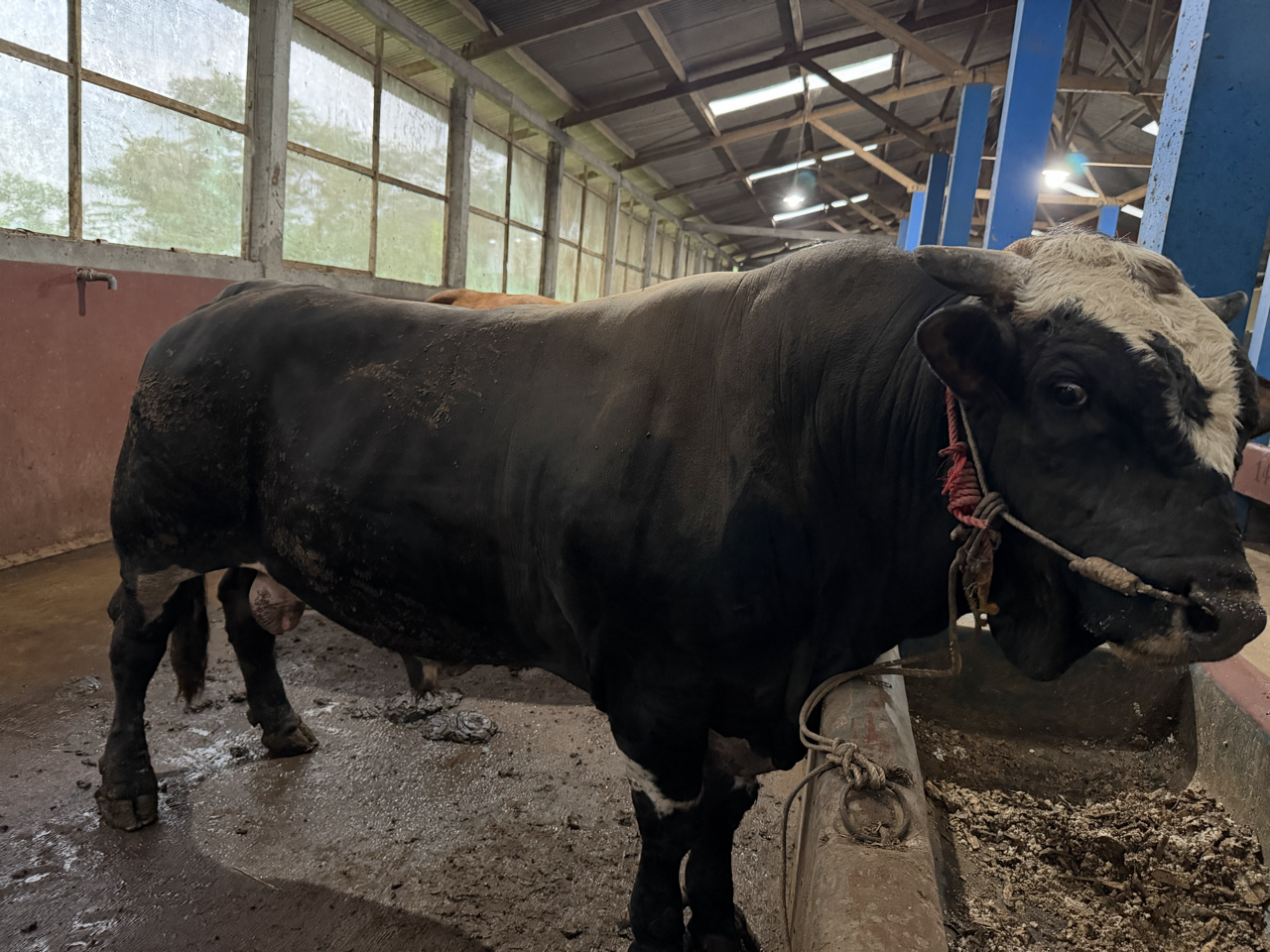 Pegon Hitam PHI-SUP-001