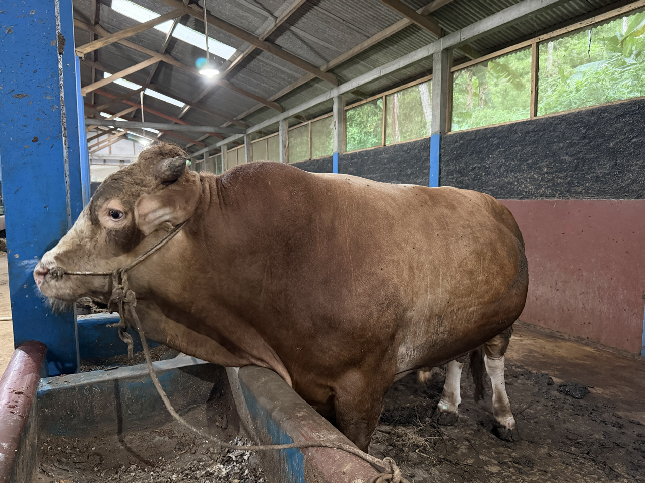 Limousin LMS-SUP-003