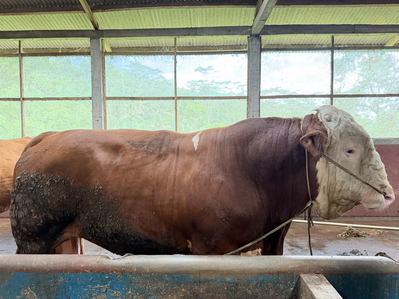 Simental SMT-SUL-006