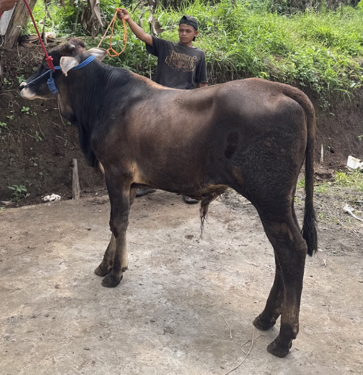 Bayu PHI-EKO-009