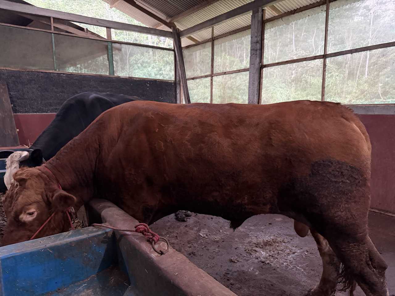 Limousin LMS-SUP-004