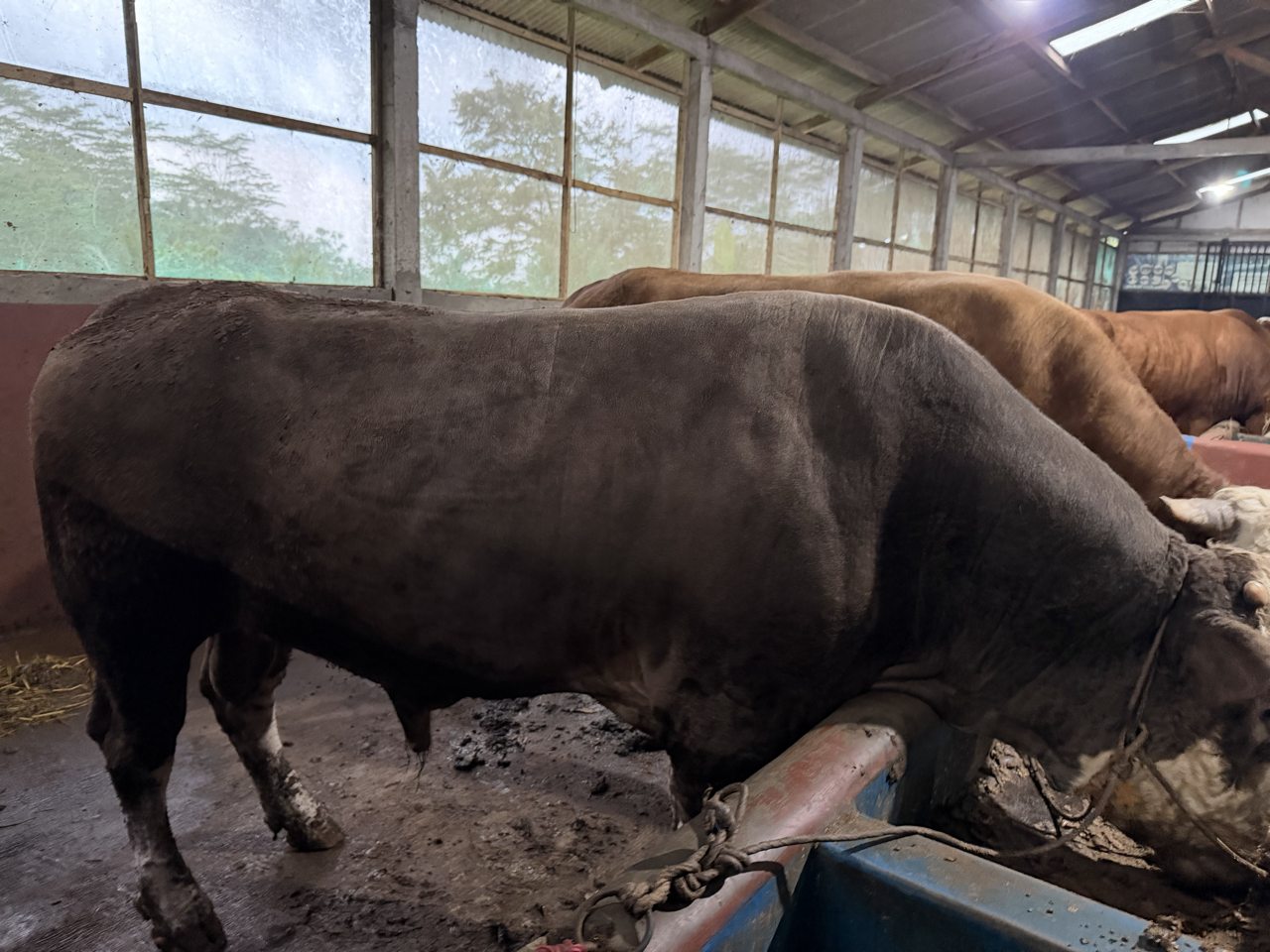 Pegon Abu-abu PAB-SUP-001