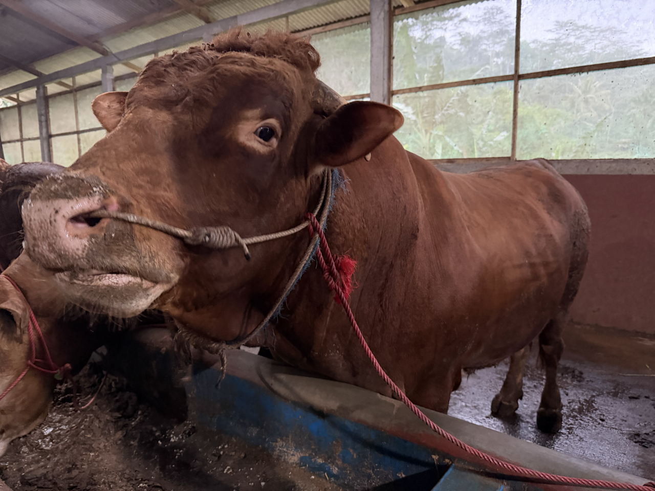 Limousin LMS-PRE-004