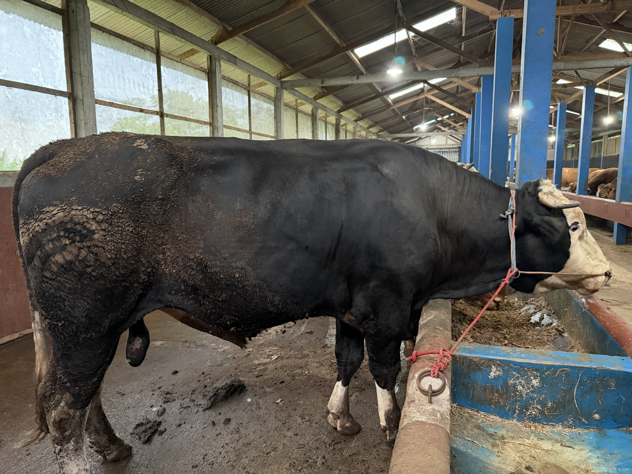 Simental Moncong SMM-SUP-001