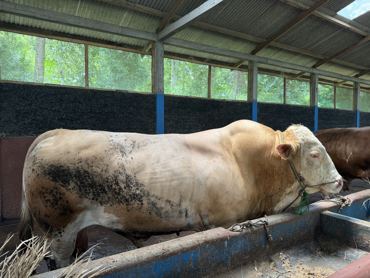 Simental Carolais SMC-SUL-001