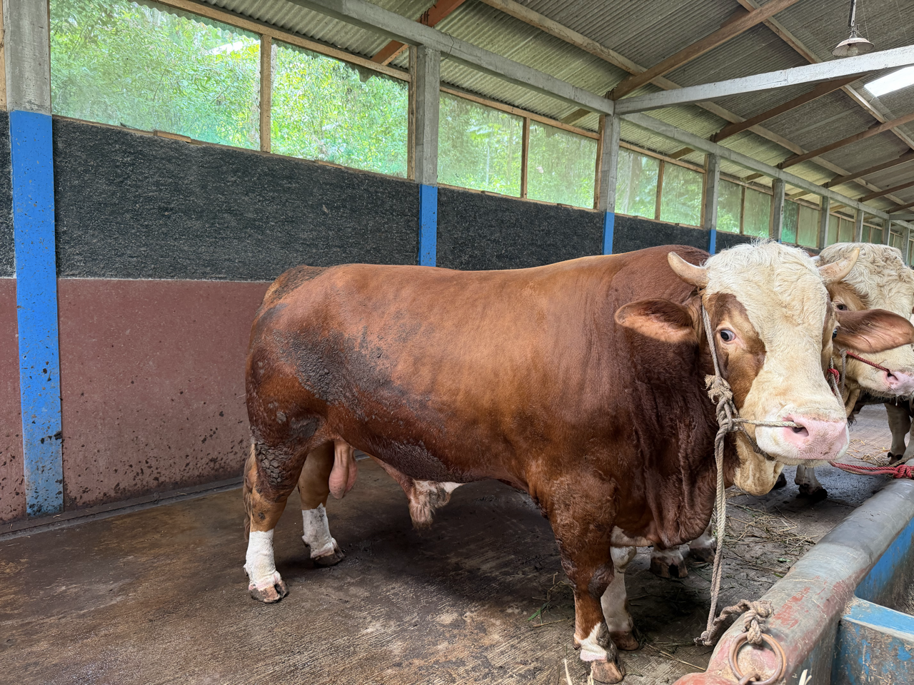 Simental SMT-PRE-002