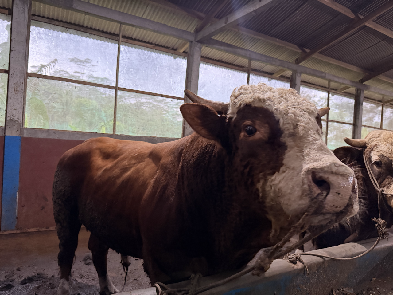 Simental SMT-SUP-002