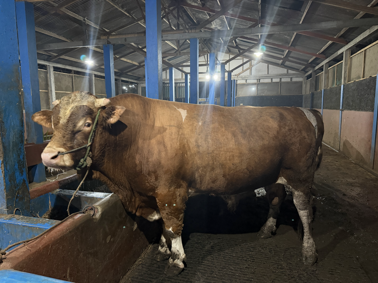 Simental SMT-SUL-004