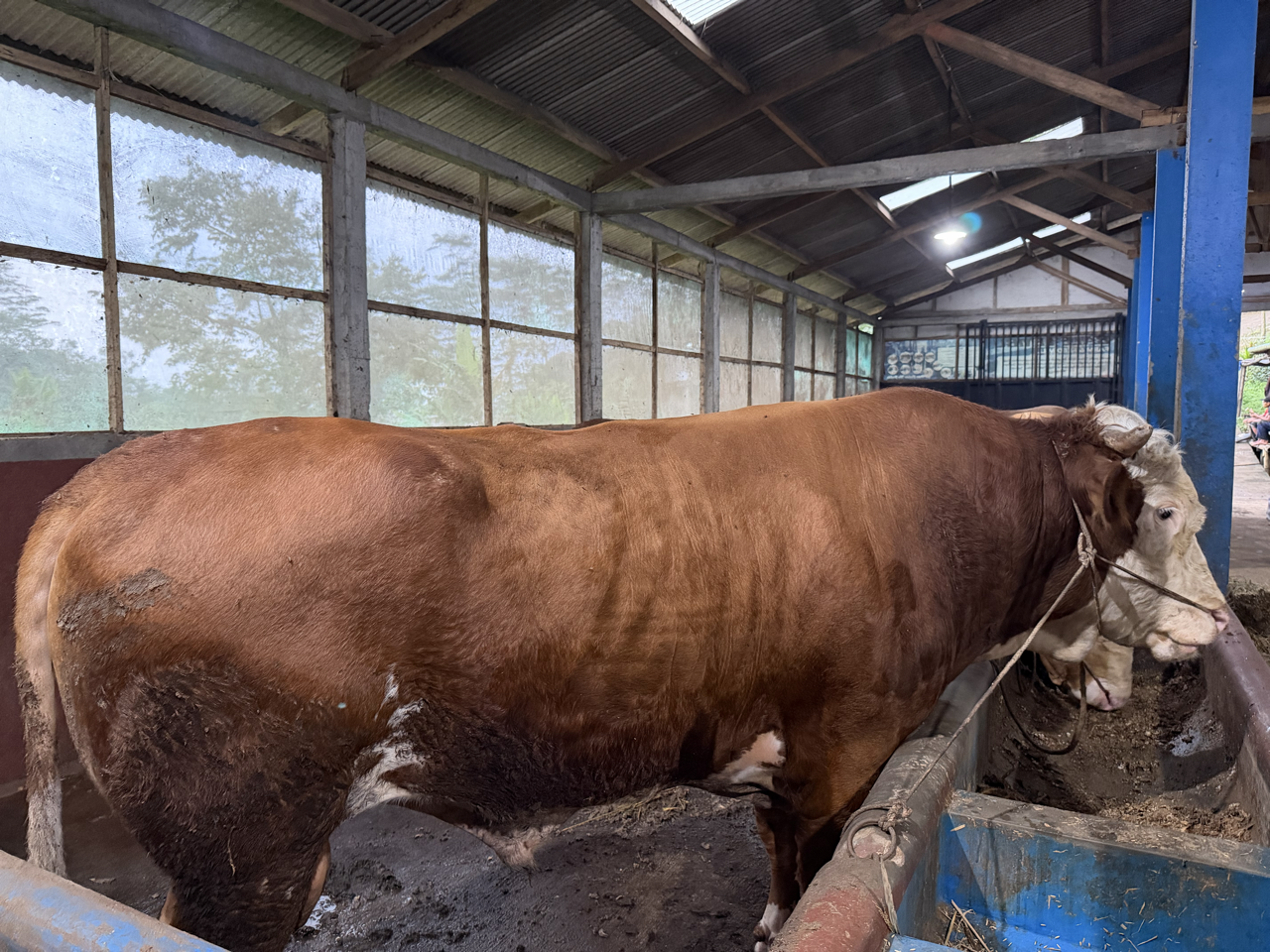 Simental SMT-PRE-001