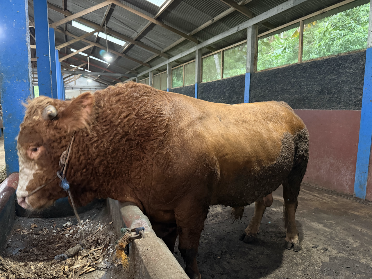 Limousin LMS-SUP-006