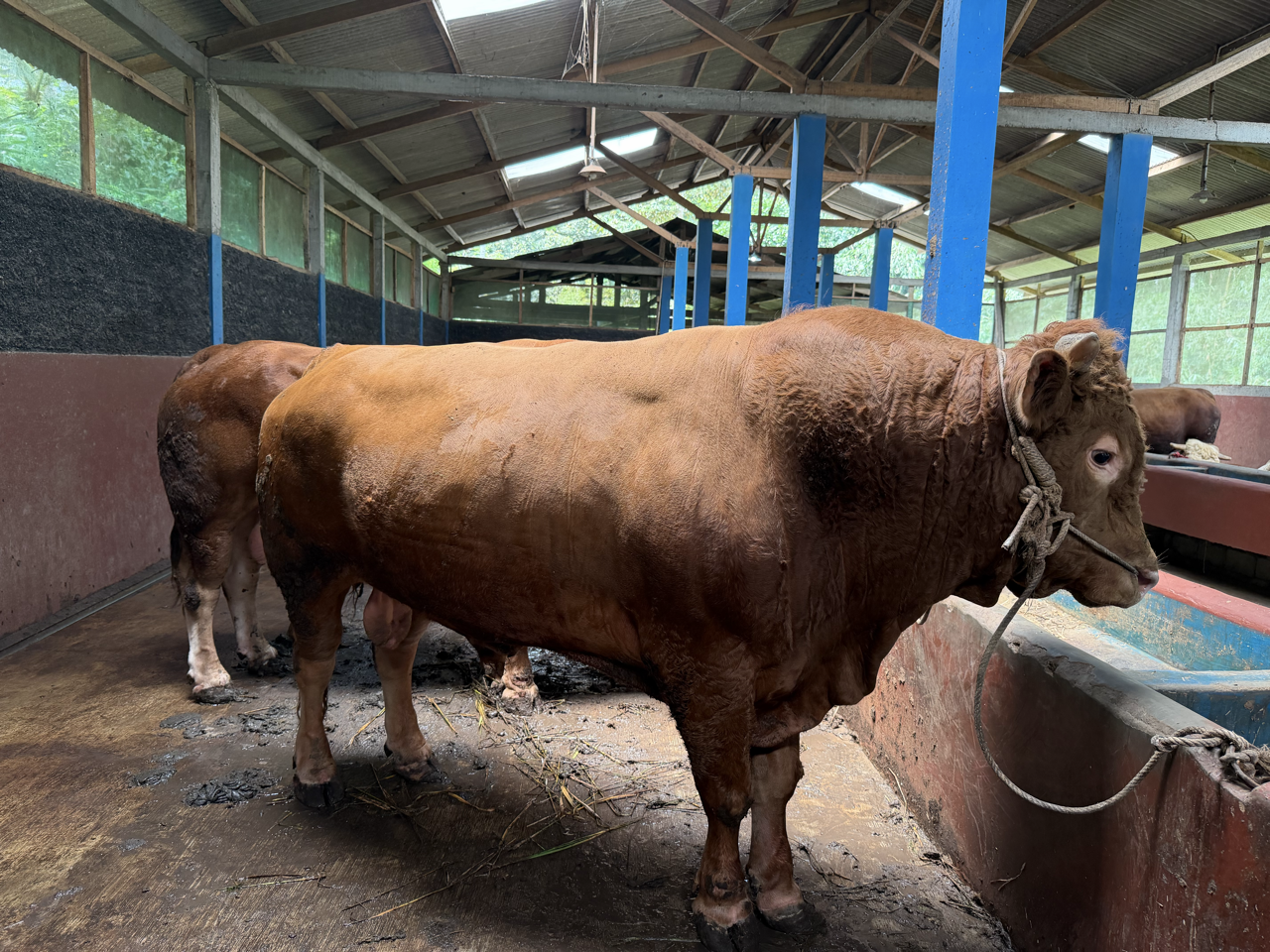 Limousin LMS-SUP-001