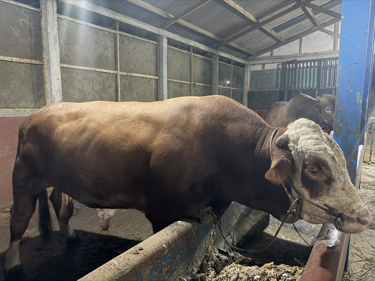 Simental SMT-SUL-007