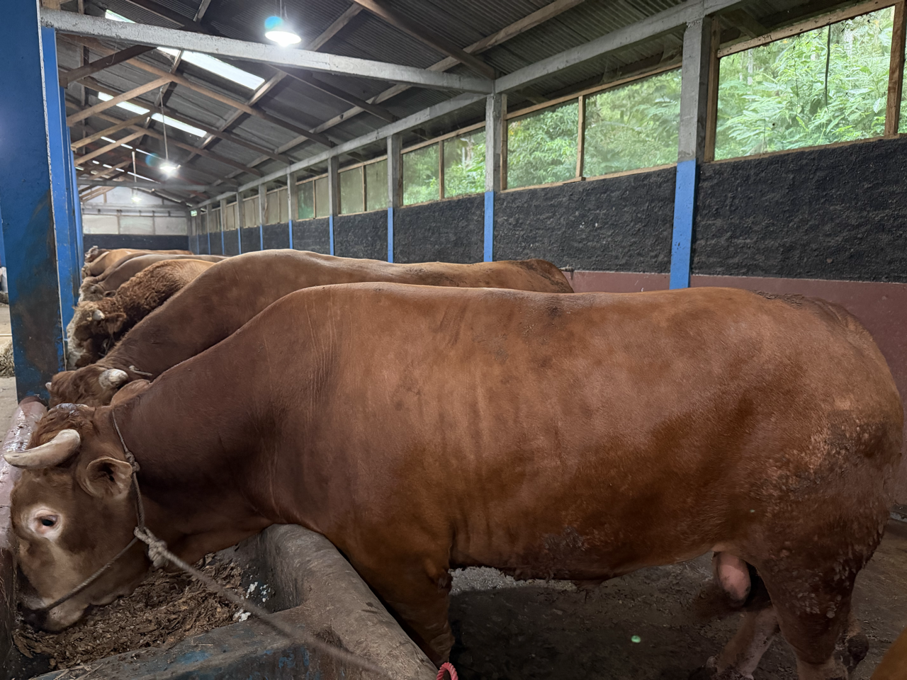 Limousin LMS-SUP-007