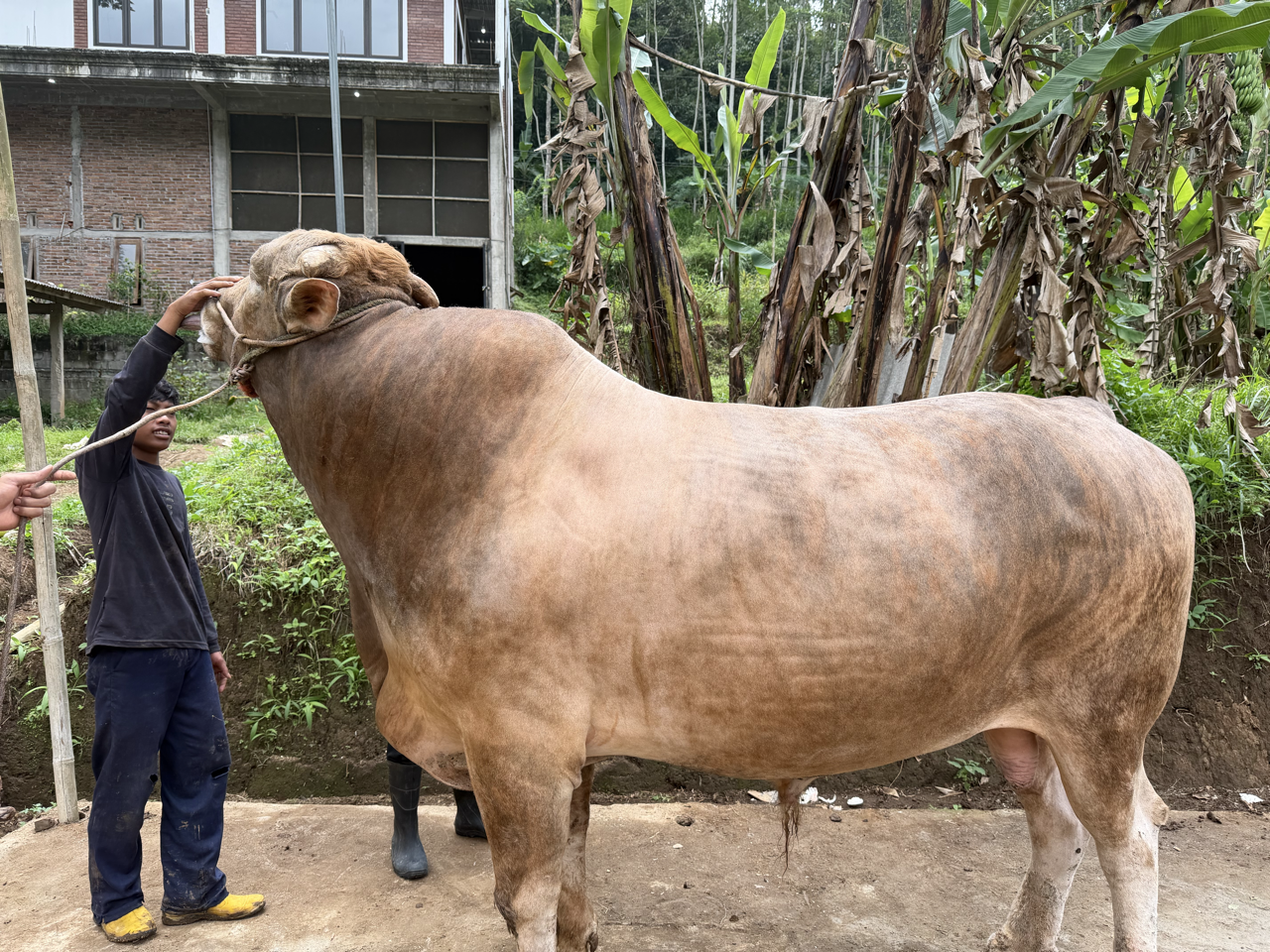 Brahman Cross BRC-SUL-001