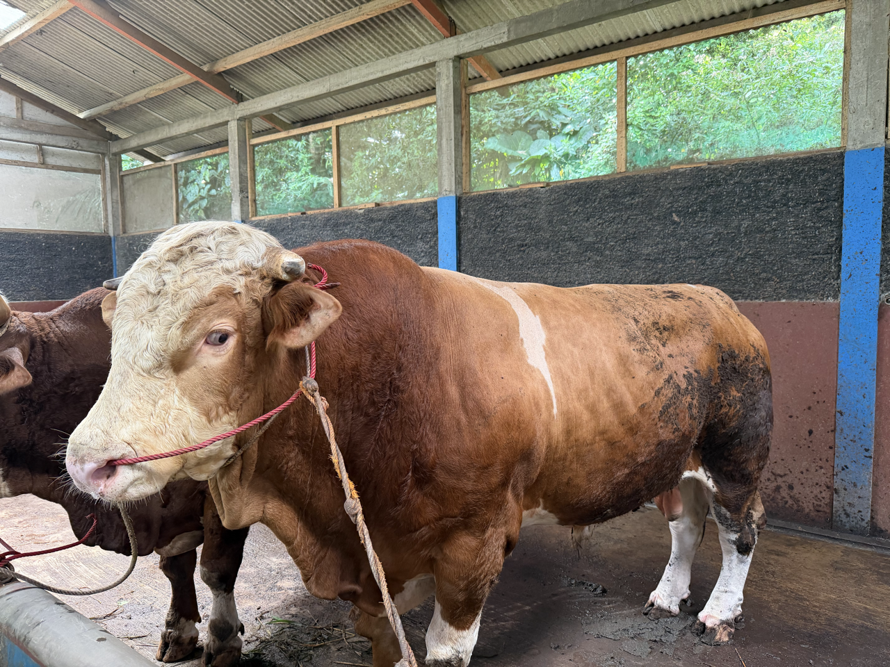 Simental SMT-SUL-002