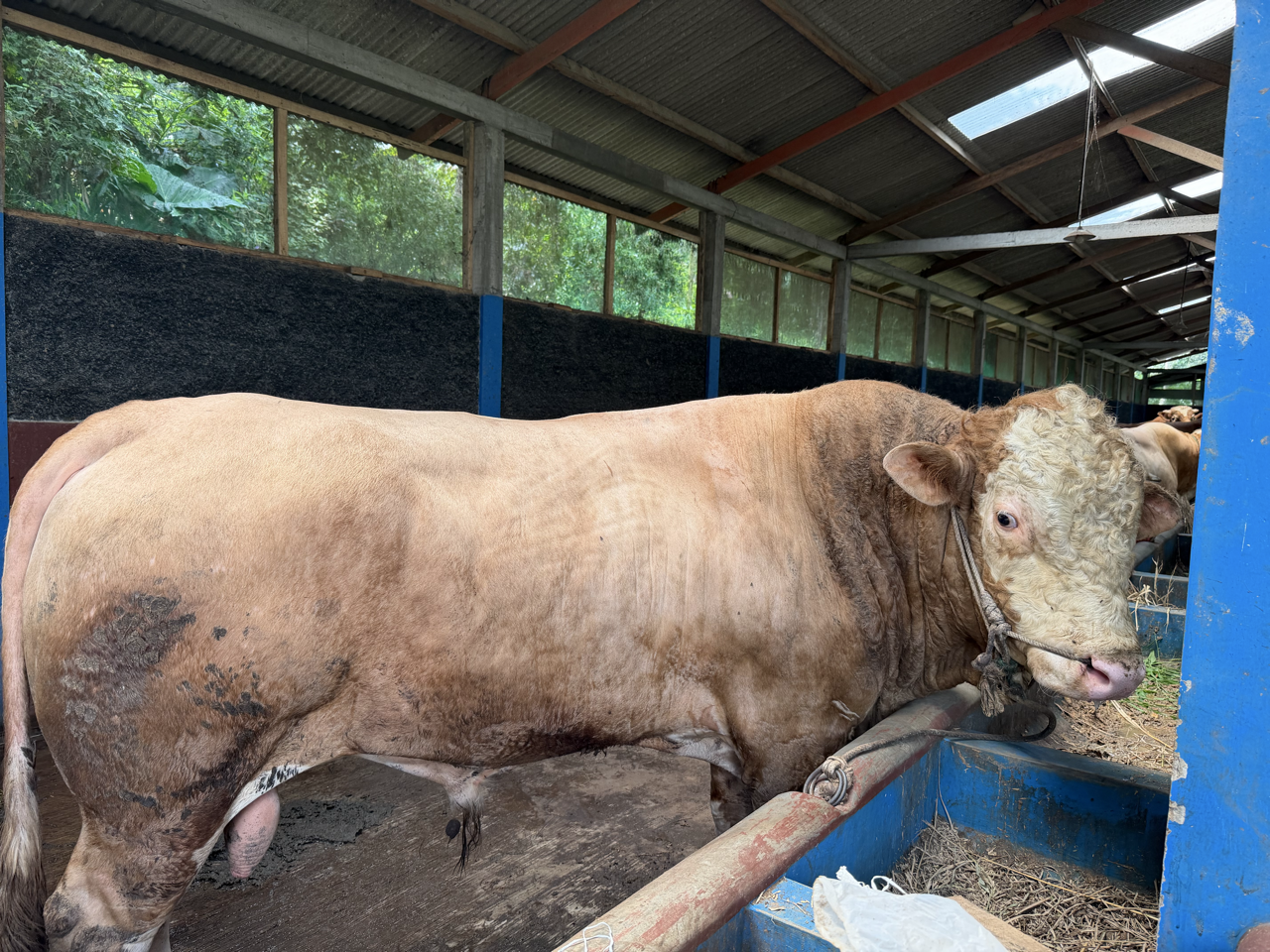 Simental Carolais SMC-SUP-001